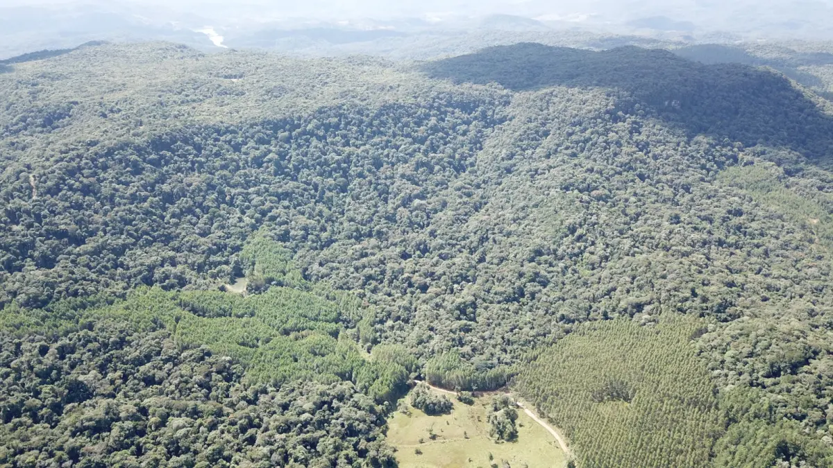 LOTE 000 - FAZENDA COM 607,58 HECTARES ,  REFLORESTAMENTO ( 90% EUCALIPTO) BENEDITO NOVO SC