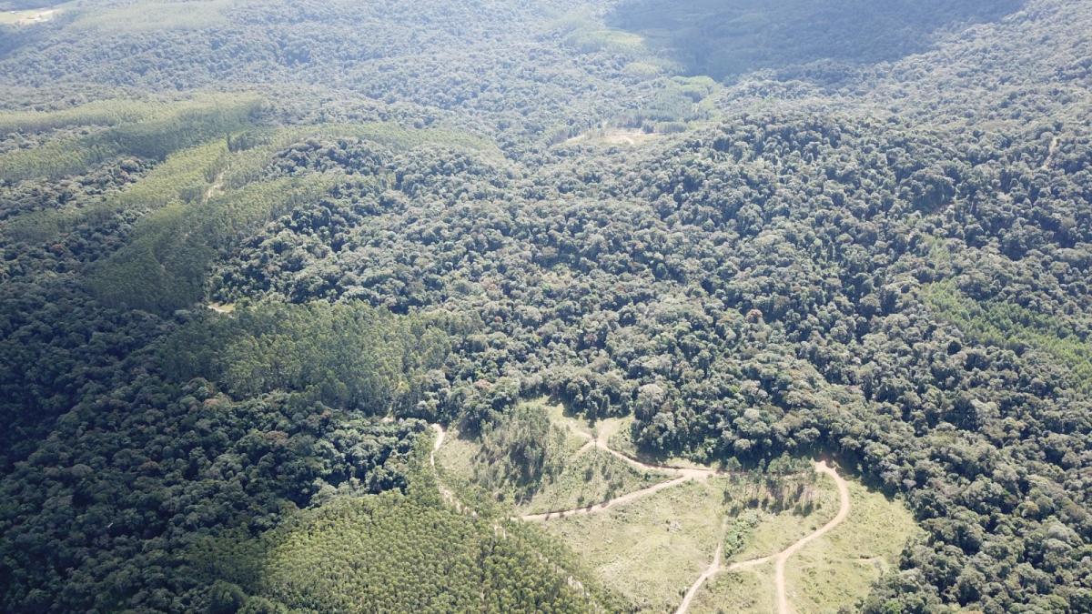 FAZENDA COM 607,58 HECTARES ,  REFLORESTAMENTO ( 90% EUCALIPTO) BENEDITO NOVO SC