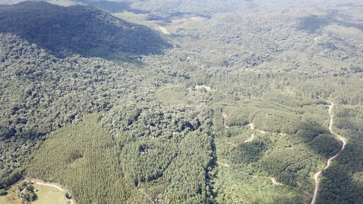 LOTE 000 - FAZENDA COM 607,58 HECTARES ,  REFLORESTAMENTO ( 90% EUCALIPTO) BENEDITO NOVO SC
