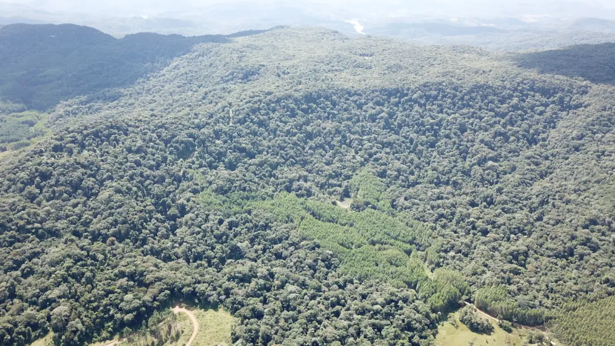 LOTE 000 - FAZENDA COM 607,58 HECTARES ,  REFLORESTAMENTO ( 90% EUCALIPTO) BENEDITO NOVO SC