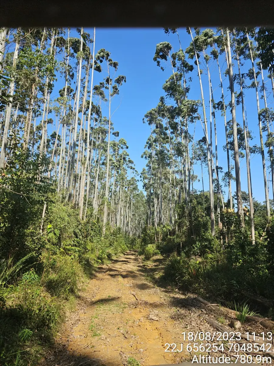 LOTE 000 - FAZENDA COM 607,58 HECTARES ,  REFLORESTAMENTO ( 90% EUCALIPTO) BENEDITO NOVO SC