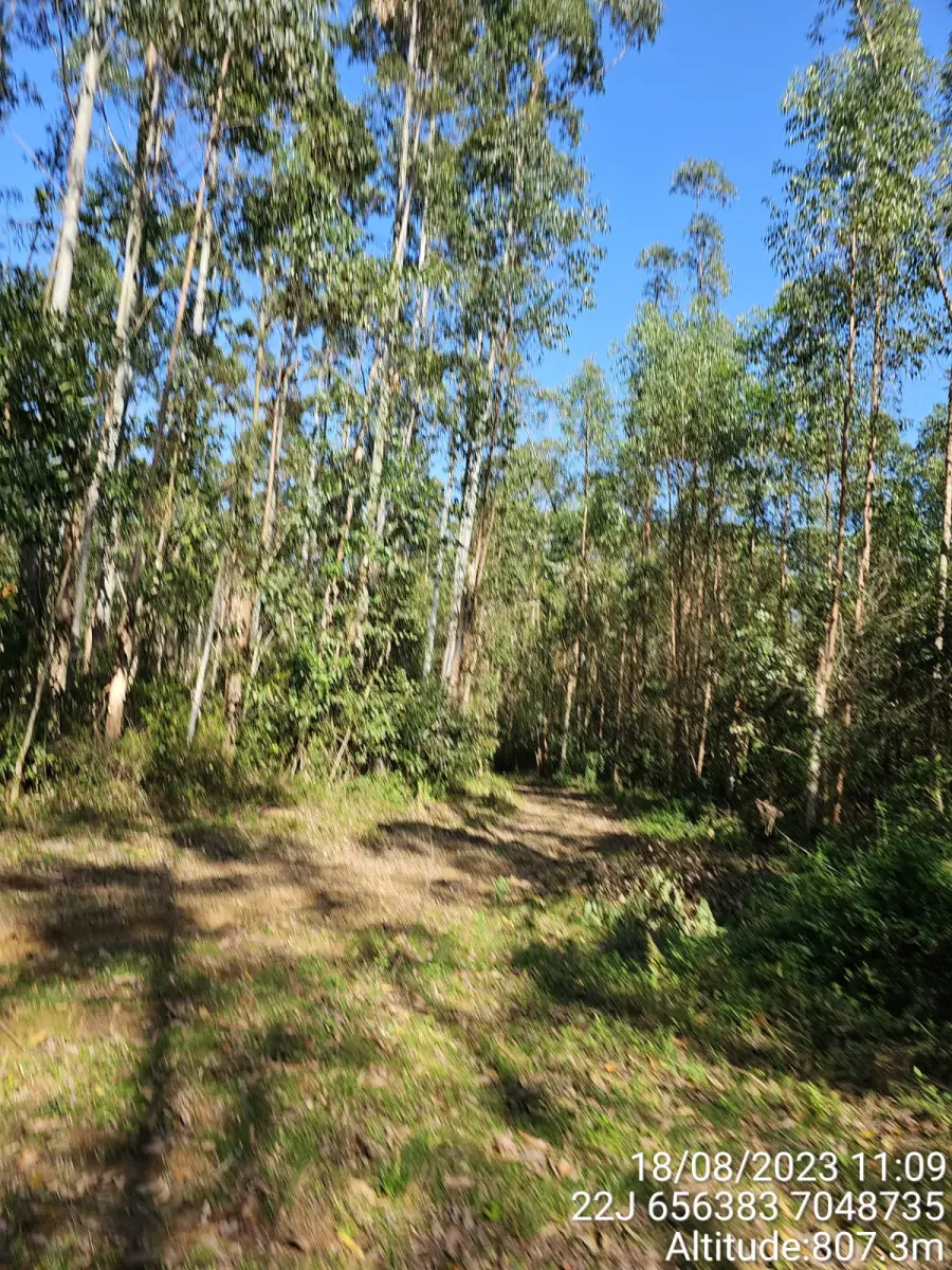 LOTE 000 - FAZENDA COM 607,58 HECTARES ,  REFLORESTAMENTO ( 90% EUCALIPTO) BENEDITO NOVO SC