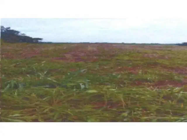 AREA RURAL COM 5,44 HECTARES - ASSAI PR ( LOCALIZAÇÃO SECÇÃO PAU D"ALHO)