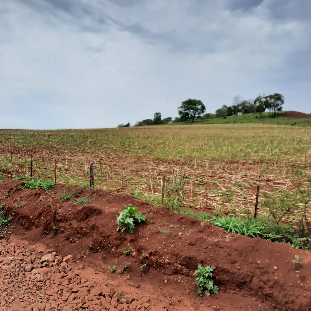 LOTE 000 - FAZENDA DUPLA APTIDAO COM 74 HECTARES