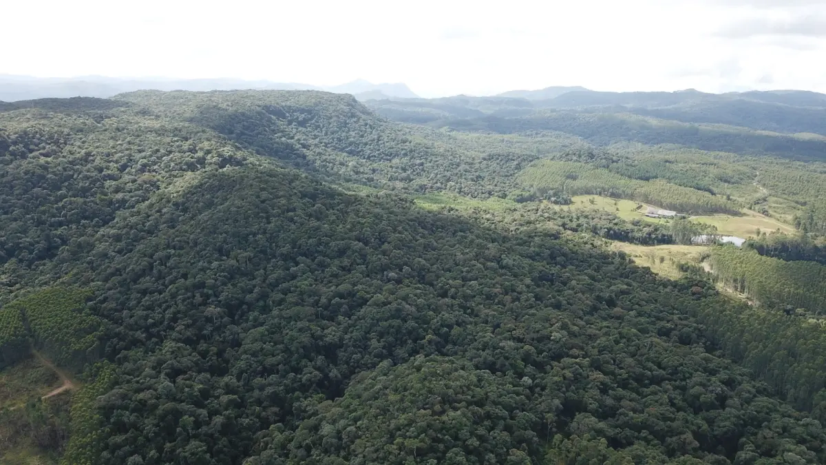 LOTE 000 - FAZENDA COM 607,58 HECTARES ,  REFLORESTAMENTO ( 90% EUCALIPTO) BENEDITO NOVO SC