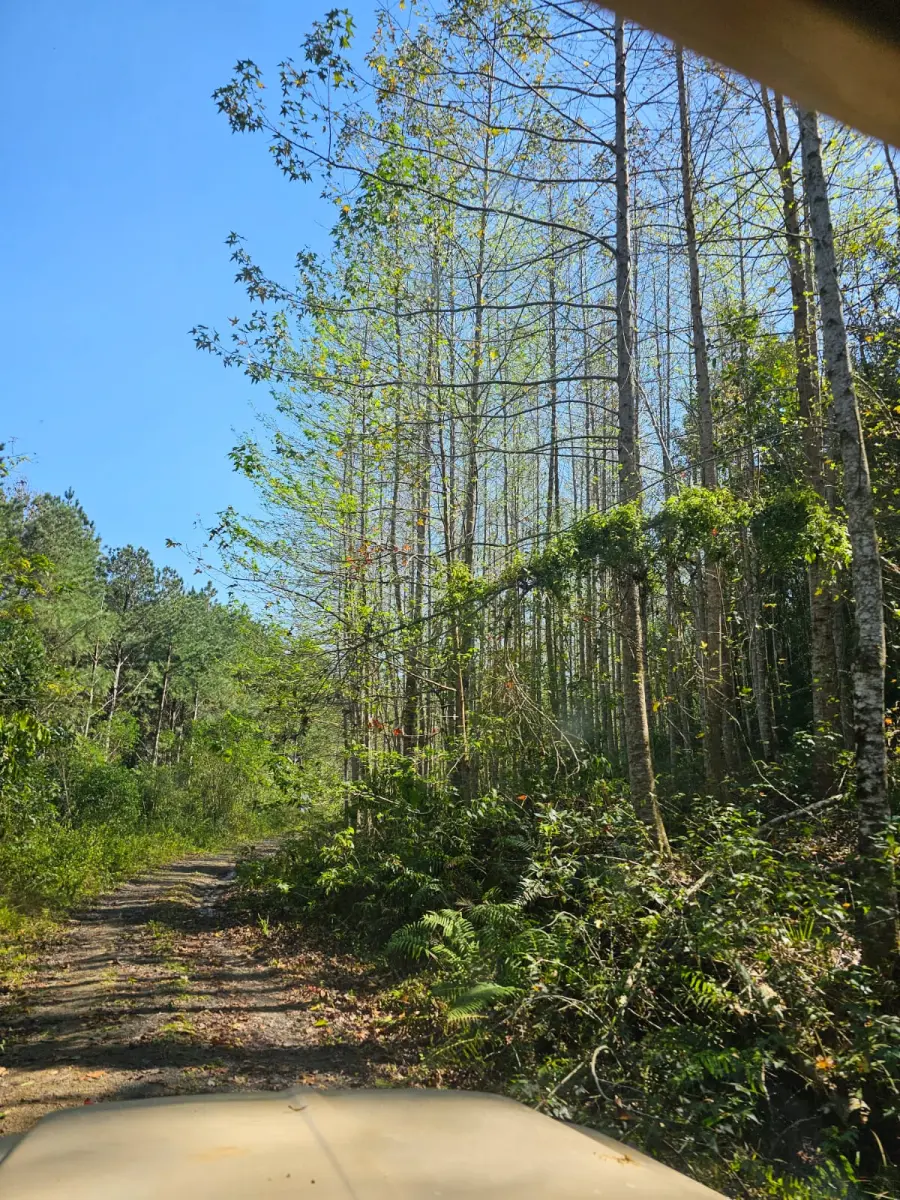 LOTE 000 - FAZENDA COM 607,58 HECTARES ,  REFLORESTAMENTO ( 90% EUCALIPTO) BENEDITO NOVO SC