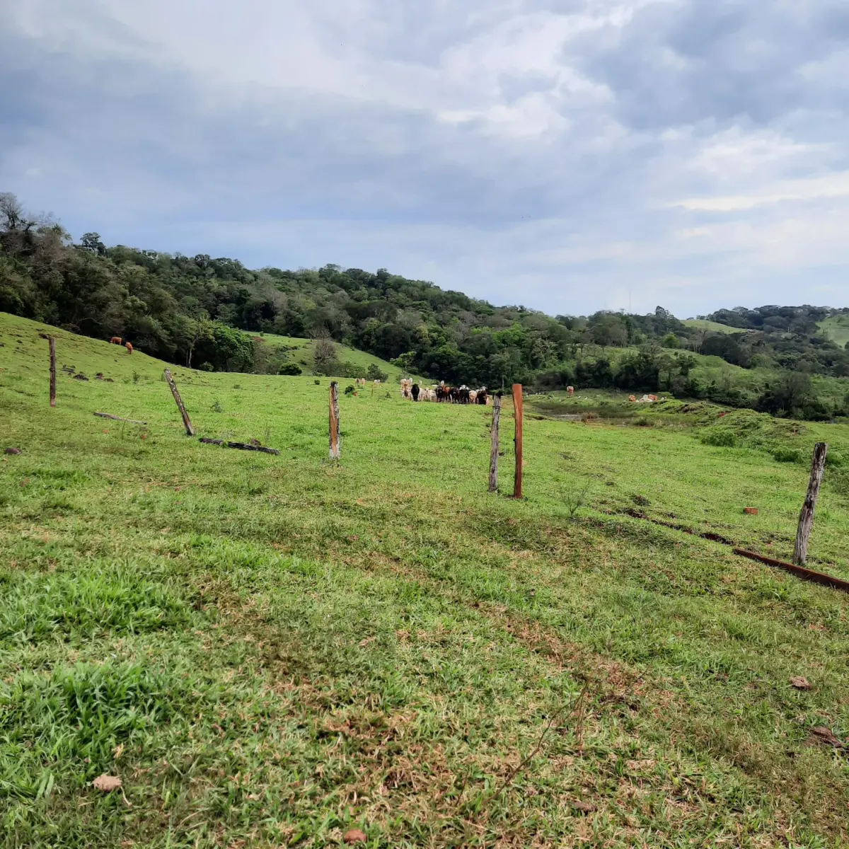 LOTE 000 - FAZENDA DUPLA APTIDAO COM 74 HECTARES