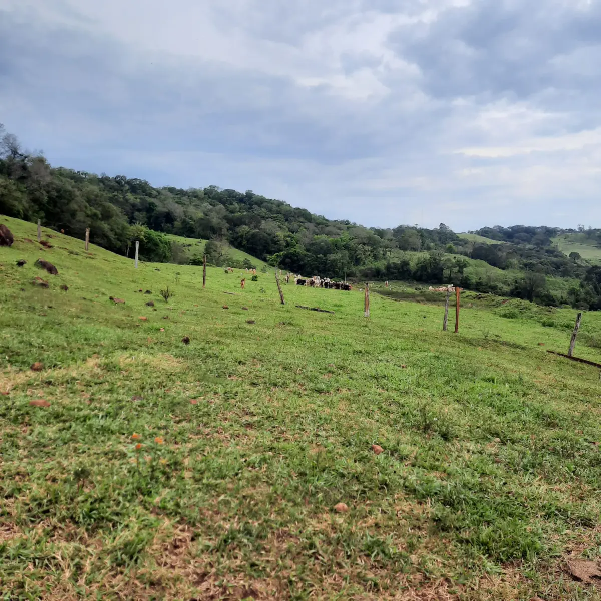 LOTE 000 - FAZENDA DUPLA APTIDAO COM 74 HECTARES