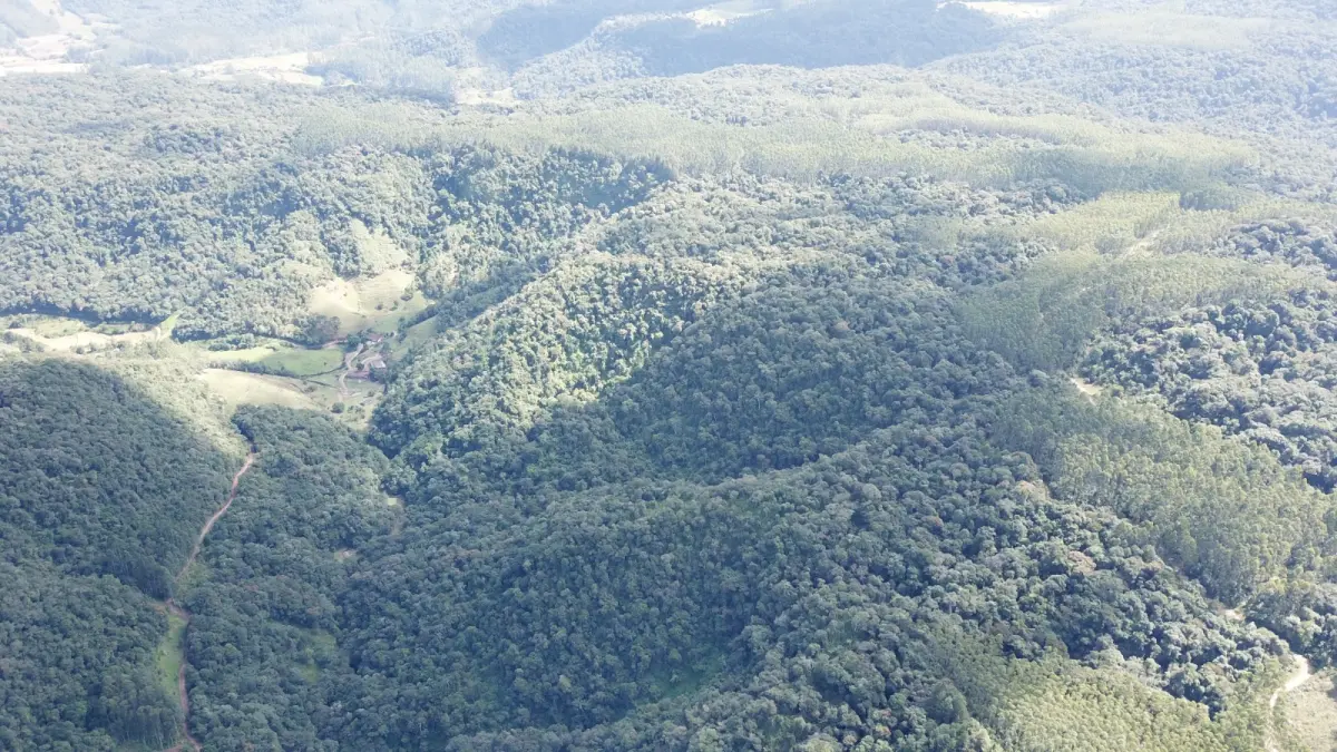 LOTE 000 - FAZENDA COM 607,58 HECTARES ,  REFLORESTAMENTO ( 90% EUCALIPTO) BENEDITO NOVO SC