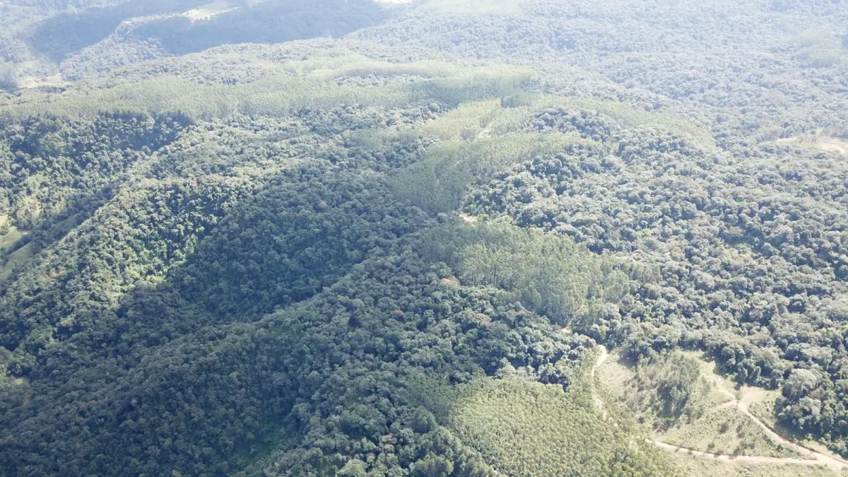 LOTE 000 - FAZENDA COM 607,58 HECTARES ,  REFLORESTAMENTO ( 90% EUCALIPTO) BENEDITO NOVO SC