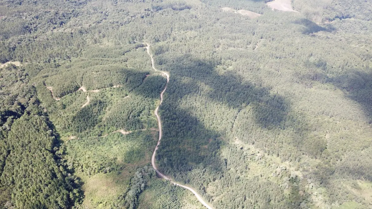 LOTE 000 - FAZENDA COM 607,58 HECTARES ,  REFLORESTAMENTO ( 90% EUCALIPTO) BENEDITO NOVO SC