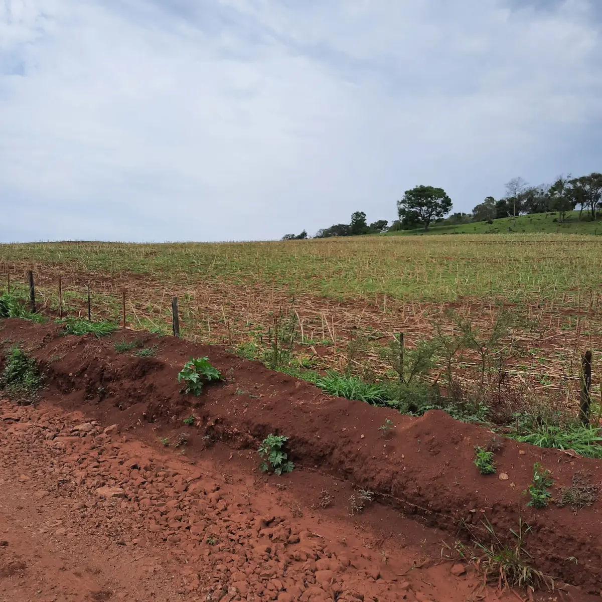 LOTE 000 - FAZENDA DUPLA APTIDAO COM 74 HECTARES