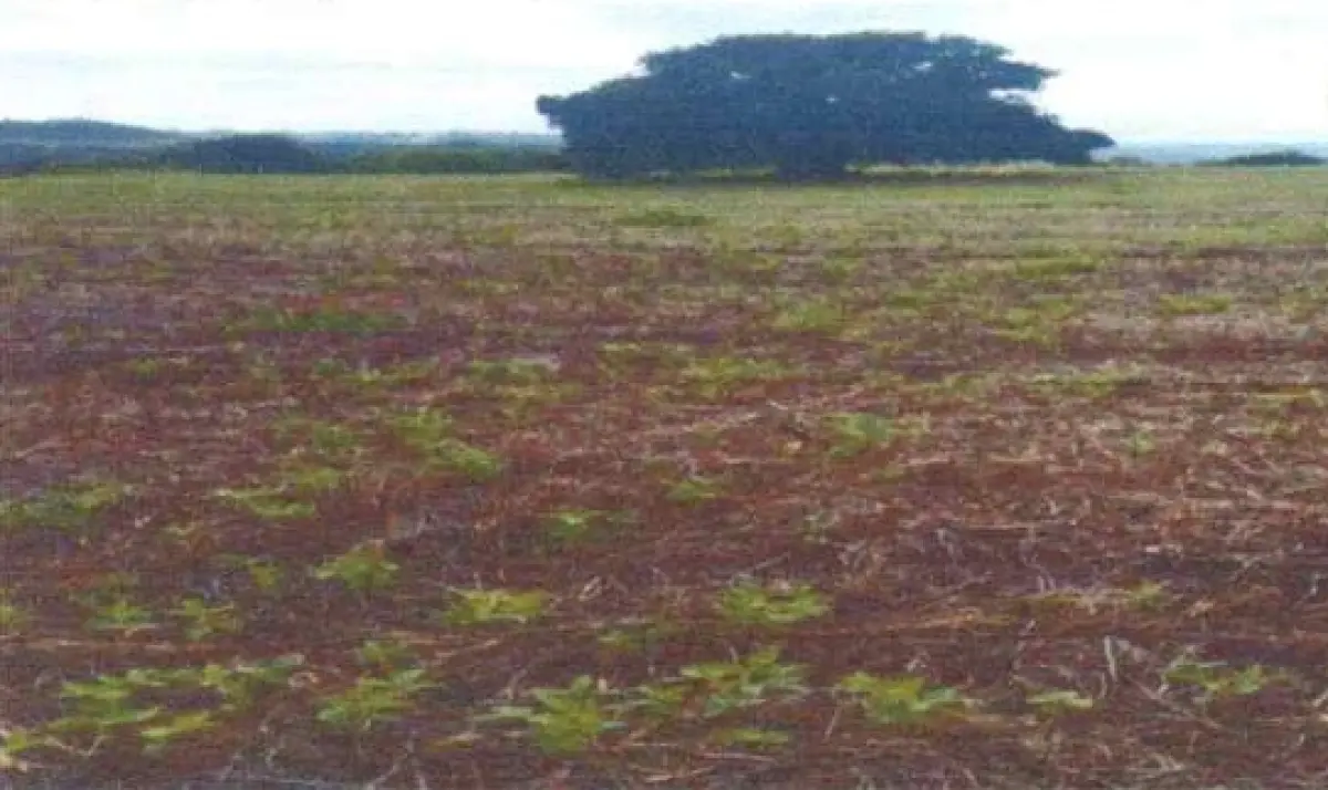 LOTE 000 - AREA RURAL COM 5,445 HECTARES - em ASSAI PR