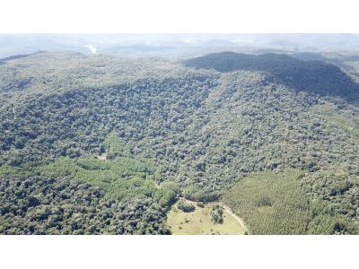 LOTE 000 - FAZENDA COM 607,58 HECTARES ,  REFLORESTAMENTO ( 90% EUCALIPTO) BENEDITO NOVO SC