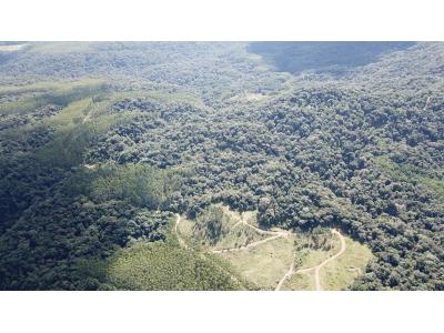 LOTE 000 - FAZENDA COM 607,58 HECTARES ,  REFLORESTAMENTO ( 90% EUCALIPTO) BENEDITO NOVO SC