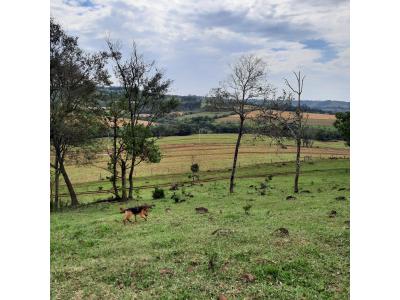 LOTE 000 - FAZENDA DUPLA APTIDAO COM 74 HECTARES