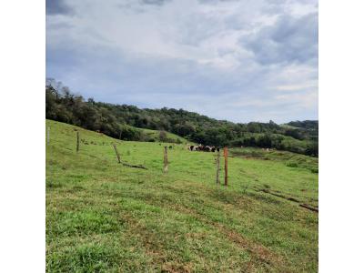 LOTE 000 - FAZENDA DUPLA APTIDAO COM 74 HECTARES
