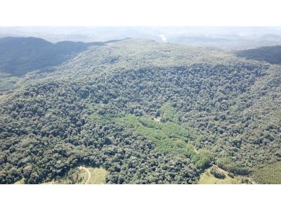 LOTE 000 - FAZENDA COM 607,58 HECTARES ,  REFLORESTAMENTO ( 90% EUCALIPTO) BENEDITO NOVO SC