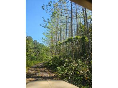 LOTE 000 - FAZENDA COM 607,58 HECTARES ,  REFLORESTAMENTO ( 90% EUCALIPTO) BENEDITO NOVO SC