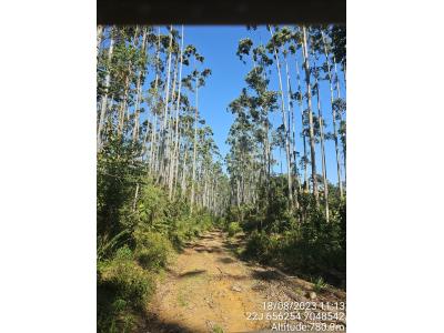 LOTE 000 - FAZENDA COM 607,58 HECTARES ,  REFLORESTAMENTO ( 90% EUCALIPTO) BENEDITO NOVO SC