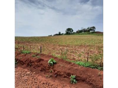 LOTE 000 - FAZENDA DUPLA APTIDAO COM 74 HECTARES