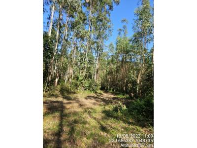 LOTE 000 - FAZENDA COM 607,58 HECTARES ,  REFLORESTAMENTO ( 90% EUCALIPTO) BENEDITO NOVO SC
