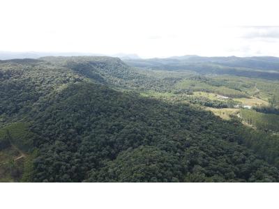 LOTE 000 - FAZENDA COM 607,58 HECTARES ,  REFLORESTAMENTO ( 90% EUCALIPTO) BENEDITO NOVO SC