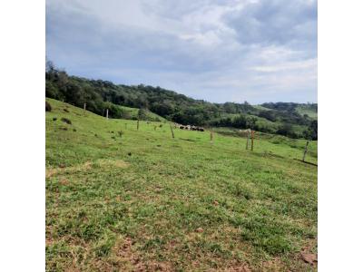 LOTE 000 - FAZENDA DUPLA APTIDAO COM 74 HECTARES