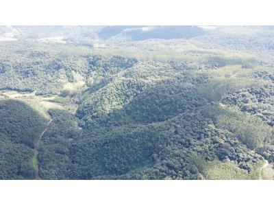 LOTE 000 - FAZENDA COM 607,58 HECTARES ,  REFLORESTAMENTO ( 90% EUCALIPTO) BENEDITO NOVO SC