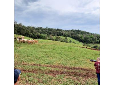 LOTE 000 - FAZENDA DUPLA APTIDAO COM 74 HECTARES