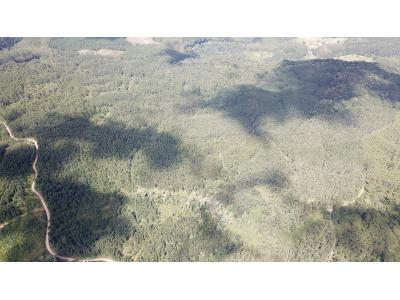 LOTE 000 - FAZENDA COM 607,58 HECTARES ,  REFLORESTAMENTO ( 90% EUCALIPTO) BENEDITO NOVO SC