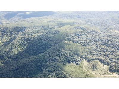 LOTE 000 - FAZENDA COM 607,58 HECTARES ,  REFLORESTAMENTO ( 90% EUCALIPTO) BENEDITO NOVO SC