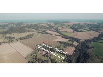 LOTE 000 - FAZENDA DUPLA APTIDAO COM 74 HECTARES