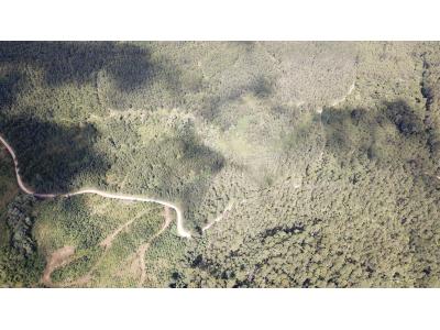 LOTE 000 - FAZENDA COM 607,58 HECTARES ,  REFLORESTAMENTO ( 90% EUCALIPTO) BENEDITO NOVO SC