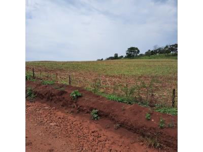 LOTE 000 - FAZENDA DUPLA APTIDAO COM 74 HECTARES