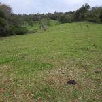 LOTE 000 - FAZENDA DUPLA APTIDAO COM 74 HECTARES