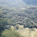 FAZENDA COM 607,58 HECTARES ,  REFLORESTAMENTO ( 90% EUCALIPTO) BENEDITO NOVO SC