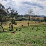 LOTE 000 - FAZENDA DUPLA APTIDAO COM 74 HECTARES