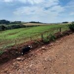 LOTE 000 - FAZENDA DUPLA APTIDAO COM 74 HECTARES