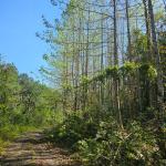 FAZENDA COM 607,58 HECTARES ,  REFLORESTAMENTO ( 90% EUCALIPTO) BENEDITO NOVO SC