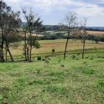 LOTE 000 - FAZENDA DUPLA APTIDAO COM 74 HECTARES