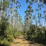 FAZENDA COM 607,58 HECTARES ,  REFLORESTAMENTO ( 90% EUCALIPTO) BENEDITO NOVO SC