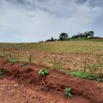 LOTE 000 - FAZENDA DUPLA APTIDAO COM 74 HECTARES