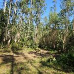 LOTE 000 - FAZENDA COM 607,58 HECTARES ,  REFLORESTAMENTO ( 90% EUCALIPTO) BENEDITO NOVO SC