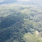 LOTE 000 - FAZENDA COM 607,58 HECTARES ,  REFLORESTAMENTO ( 90% EUCALIPTO) BENEDITO NOVO SC