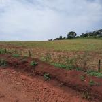 LOTE 000 - FAZENDA DUPLA APTIDAO COM 74 HECTARES