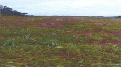 AREA RURAL COM 5,44 HECTARES - ASSAI PR ( LOCALIZAÇÃO SECÇÃO PAU D"ALHO)