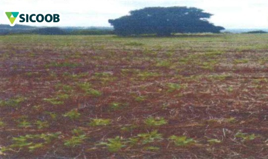 AREA RURAL COM 5,44 HECTARES - ASSAI PR ( LOCALIZAÇÃO SECÇÃO PAU D"ALHO)